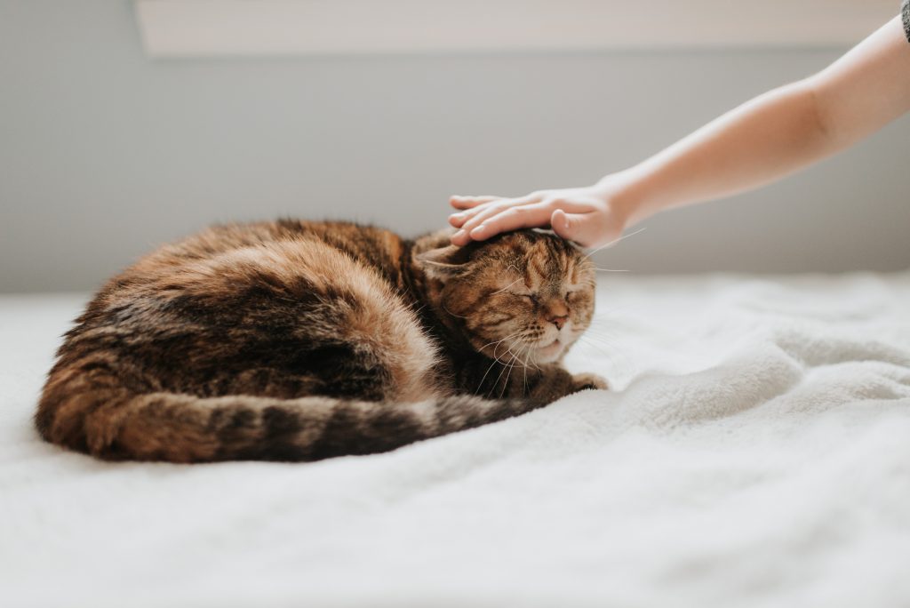 Hand stroking cat's head on bed