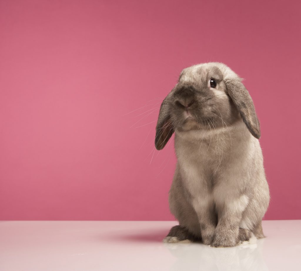 Rabbit sitting, close-up